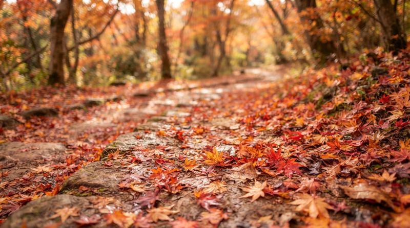 紅葉の落ち葉が広がる散策路の様子